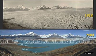 全球氣候變化下的植物響應