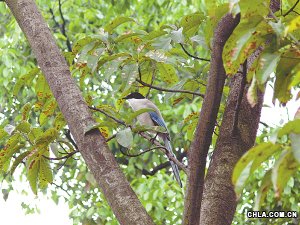 13�N����B�������ؑcҰ��