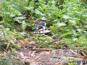 13�N����B�������ؑcҰ��