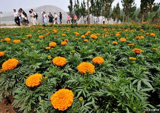 ӛ���ڱ�������x�^(q��)�wȫ�I�(zh��n)�ı����л�ľ���ą��^