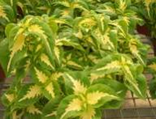 ‘綠色’ 彩葉草