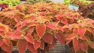 ‘玫紅色’ 彩葉草