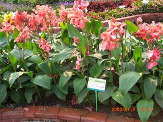 ‘熱帶 玫紅色’ 美人蕉