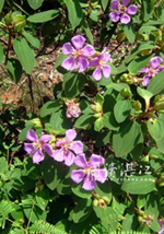 野牡丹