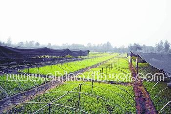 圖為北四王村的花灌木種苗生產基地