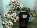08年北海菊展內菊花盆景欣賞(組圖)