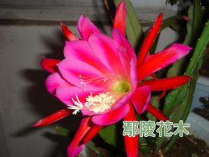 Ƽ޽ɻļg(sh)Ҫc(din)(D)