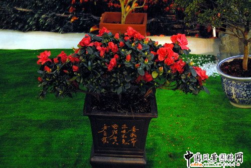 深圳園博園杜鵑花卉展(組圖)