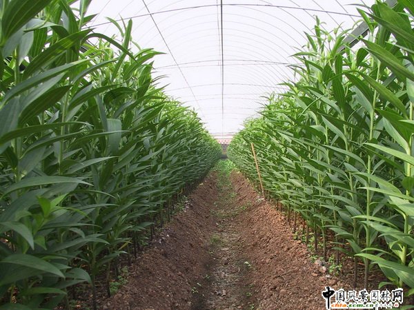 2008年昆明市花卉產業取得顯著成效