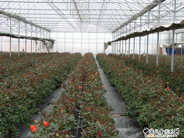 2008年昆明市花卉產業取得顯著成效