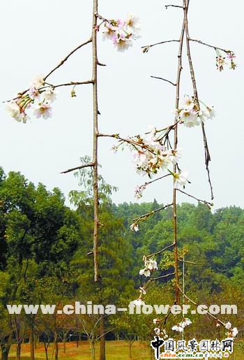 f(shu)f(shu)șѡF(xin)