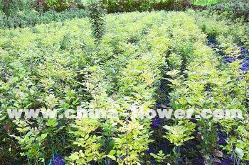 彩葉樹種金葉白蠟