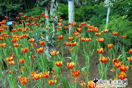 石家莊第二屆荷蘭郁金香花節(jié)和水仙展