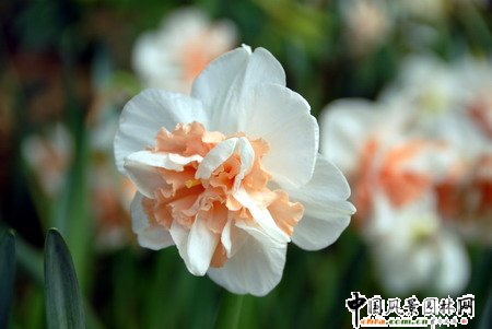 石家莊第二屆荷蘭郁金香花節(jié)和水仙展