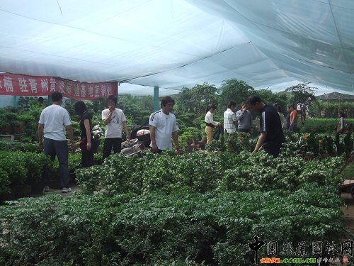 �����S���(zh��n)��"��һ"С�L�� �����N�ۮ�����(�M�D)