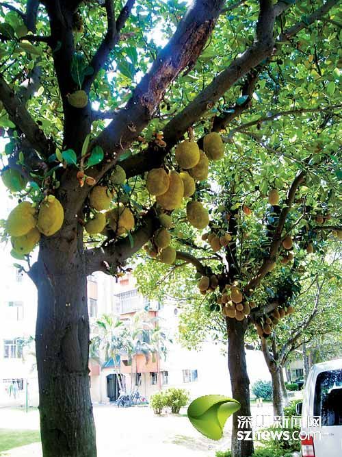 ���ڣ��M�ֲ��}�� �п����г�(�D)