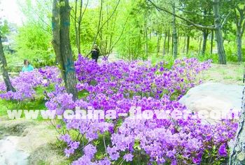 �t�����Nʢ�_�����W�\���@