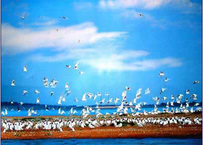 �c�����´��ڞg�[�DƬ