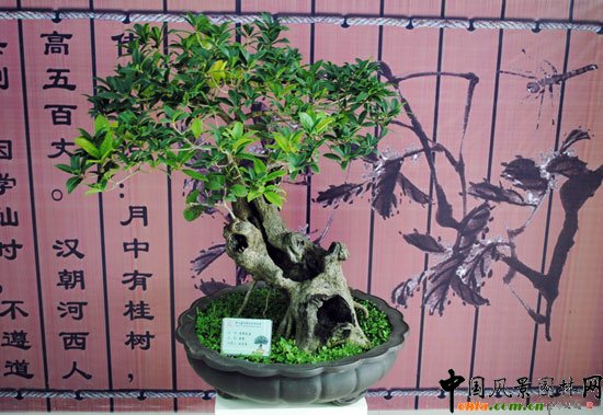 ���ߌû�����(hu��)(����)�҃�(n��i)չ--���辰չ