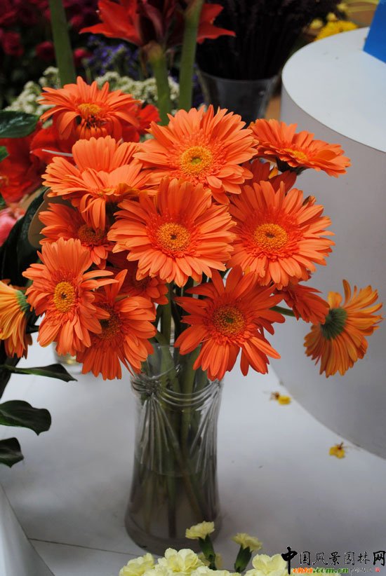 ���ߌû�����(����)�҃�չ--�廨��Ʒ