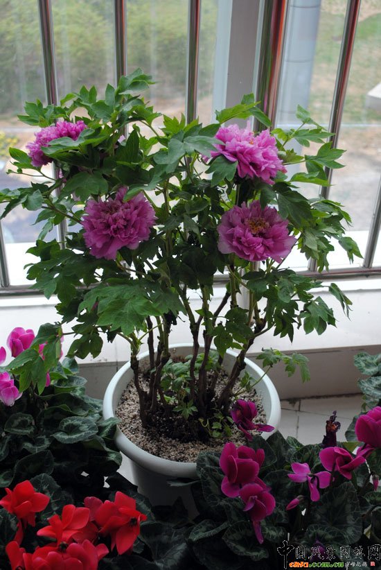 ���ߌû�����(����)�҃�չ--��Ʒ����