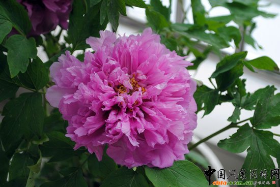 ���ߌû�����(����)�҃�չ--��Ʒ����