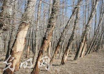 ���^�����F(xi��n)��ľ���������F(xi��n)�� ����ˮ�YԴ�T��