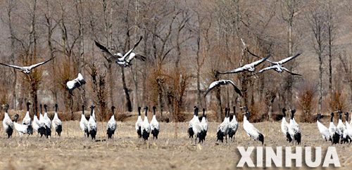 ���أ�2009��ֲ������74.28�f�� ���~����΄�(w��)