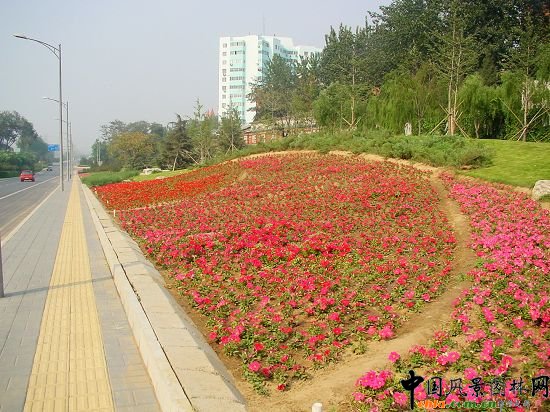 五環東輔路花卉種植突出山野氣氛