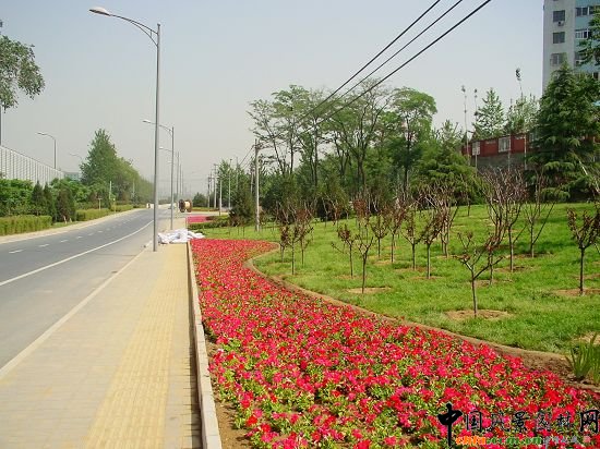 五環東輔路綠地色流線型種植的花卉與人行道