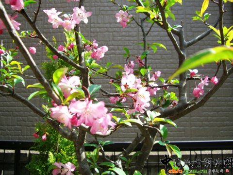 章俊華