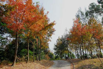 ��ۼt�~֮�׵ė��㣬�~Ƭ�r�t���c������Ҋ�ė��~���ƣ������Ժ������w�C�������p����������ľ�ɫ