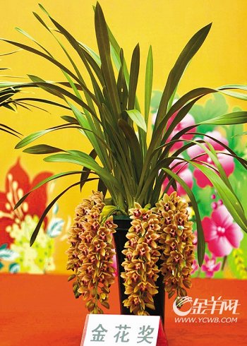 �������Ї����Ի��ܽ��ו��x�������𻨡�