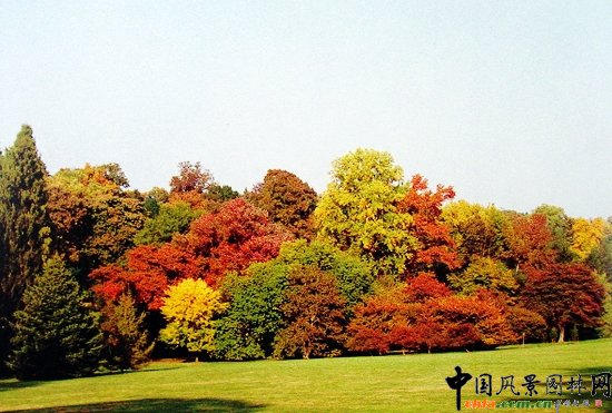 槭樹(shù)科植物與楓香組景