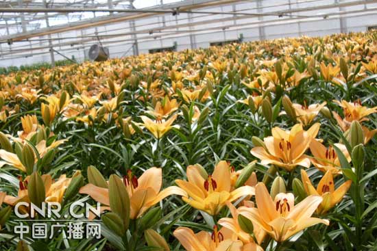 �������H�r���ی��e�k����(n��i)���Ҏ(gu��)ģ���������Ļ���(ji��)