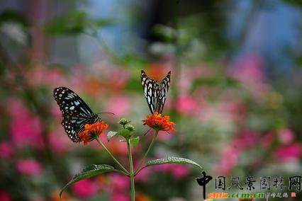 �߲ʵ��@�p����