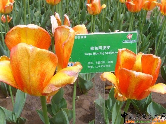 ��ɫ�����_