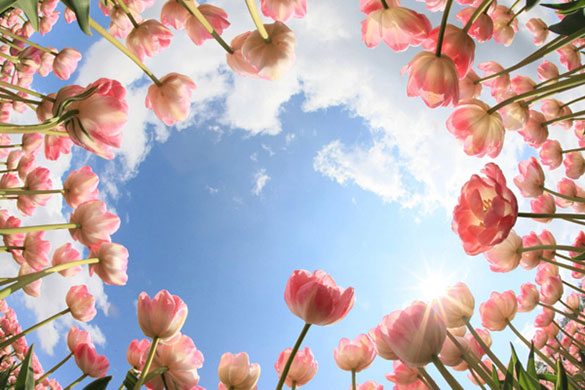 Garden Photographer: 2010 International Garden Photographer of the Year