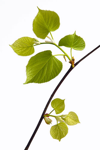 Garden Photographer: 2010 International Garden Photographer of the Year