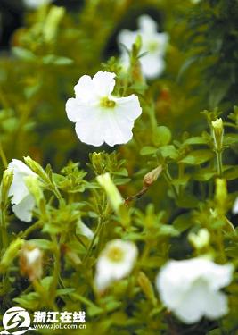 �������^(q��)�jᄻ��ݸ��QӋ(j��)�� ���ӡ�������