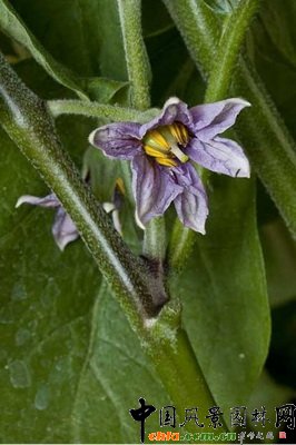 ӡЫ Aubergine Scorpio