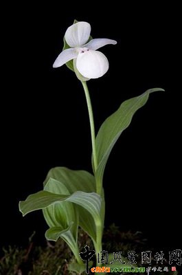 ׻SmCypripedium flavum white-flowered