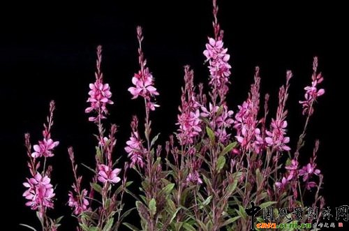 ɽҲݡtʯGaura lindheimeri Ruby Ruby