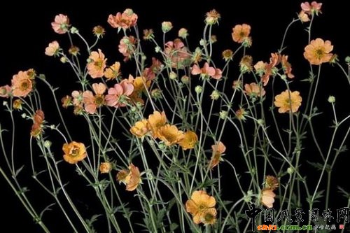 ˮ÷Geum Totally Tangerine