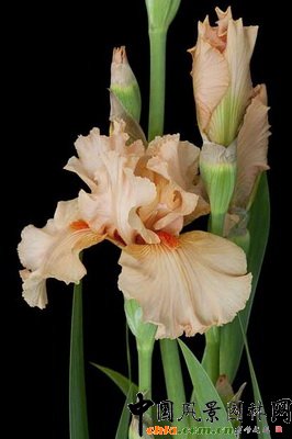 Sβõ塯Iris Rose de la Valle