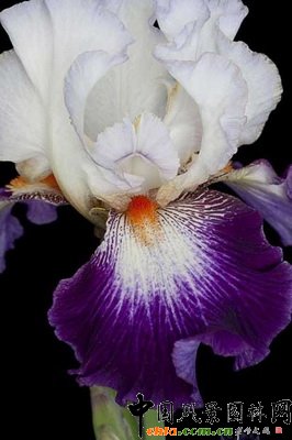 SβӡӛIrisImpressions de Jouy 