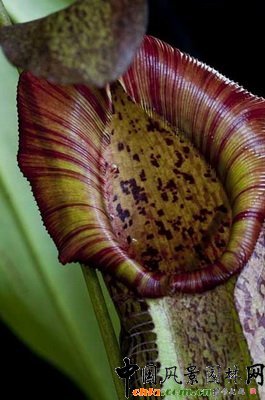 i\sNNepenthes spathulata  spectabilis