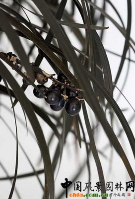 Aݺ횣Ophiopogon planiscapus BLACK BEARD (Yapar