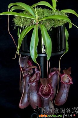 i\ݡȠ ؐNepenthes Bill Bailey (Nepenthes vent