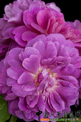 ¼ݹRosa PRINCESS ANNE (Auskitchen)